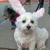 Basket Of Adorables And More Brooklyn Dogs In Halloween Costumes At The Great PUPkin!